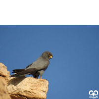 گونه شاهین دودی Sooty Falcon